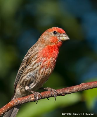 GP7997-House Finch male.jpg