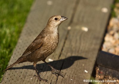 GP8060-Brown-Headed Cowbird ( female).jpg