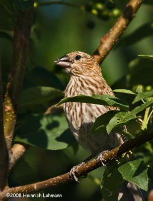 GP8096-House Finch female.jpg