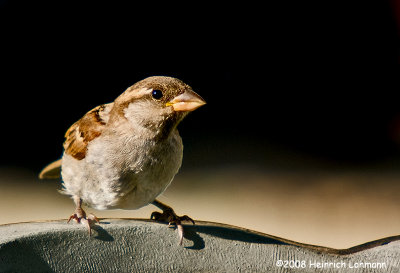 GP8132-House Sparrow female.jpg