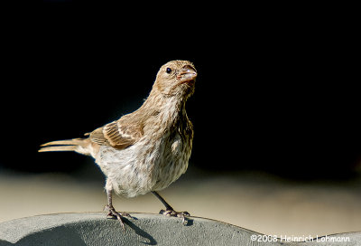 GP8168-House Finch female.jpg