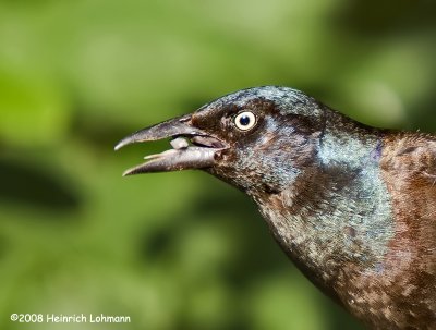 GP8239-Common Grackle male.jpg