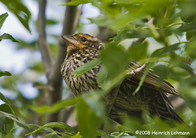 GP8378-Red-Winged Blackbird female.jpg