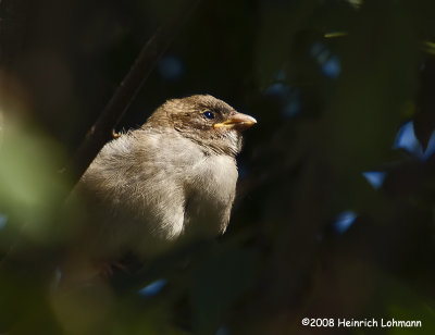 GP8658-House Sparrow female.jpg