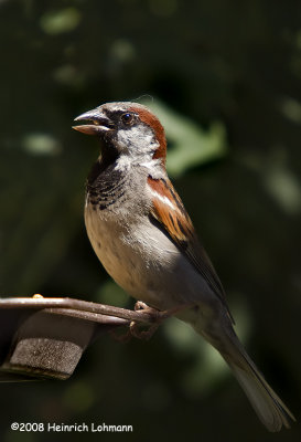 GP8677-House Sparrow male.jpg