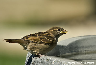 GP8808-House Sparrow female.jpg