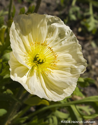 GP8915-Poppy.jpg