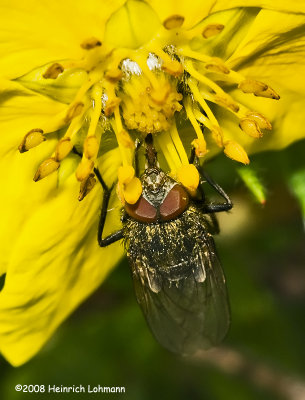 GP9405-unidentified Fly.jpg