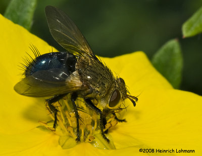 GP9410-unidentified fly.jpg