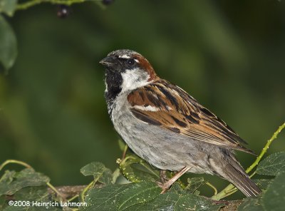GP9512-House Sparrow male.jpg