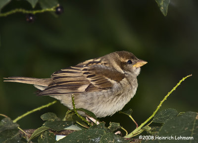 GP9515-House Sparrow female.jpg