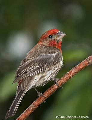 GP9517-House Finch male.jpg