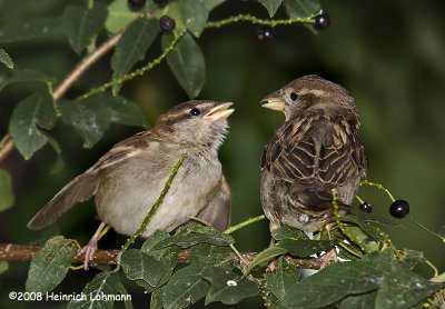 GP9520-Immature and female House Sparrow.jpg