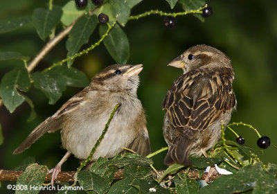 GP9521-Immature and female House Sparrow.jpg