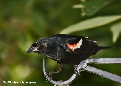 GP9534-Red-Winged Blackbird male.jpg