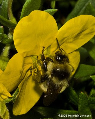 GP9668-Golden Northern Bumble Bee.jpg
