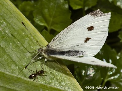 GP9678-Cabbage Butterfly and Crater-nest Ant.jpg