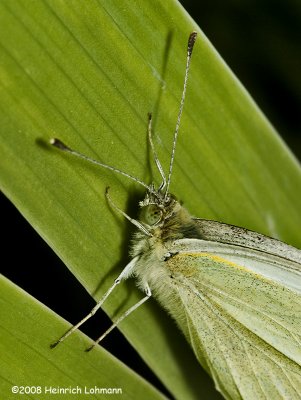 GP9843-European Cabbage Butterfly.jpg
