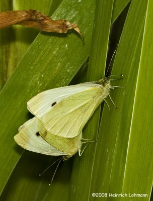 GP9836-European Cabbage Butterfly mating.jpg