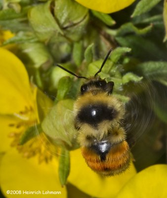 GP9944-Red-Tailed Bumble Bee.jpg