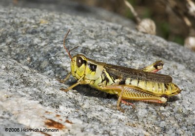 GP0316-Red-legged Locust.jpg
