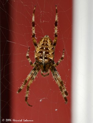 P1989-Garden Spider.jpg