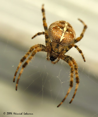 4143-Garden Spider.jpg