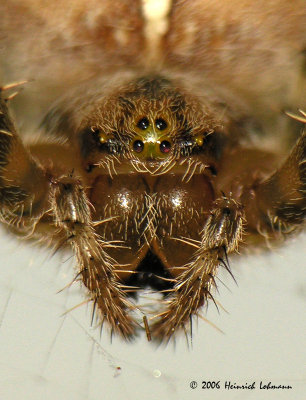 4158-Garden Spider.jpg