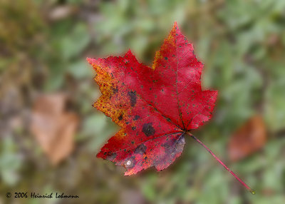 P2308-Maple Leaf.jpg