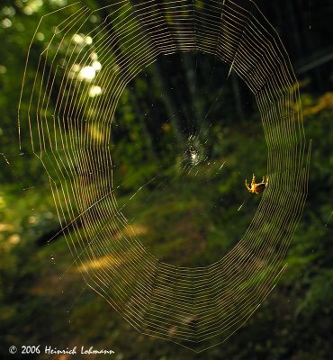 4408-Orb Weaver.jpg