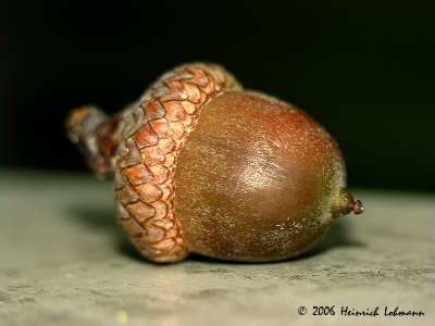 4357-acorn.jpg