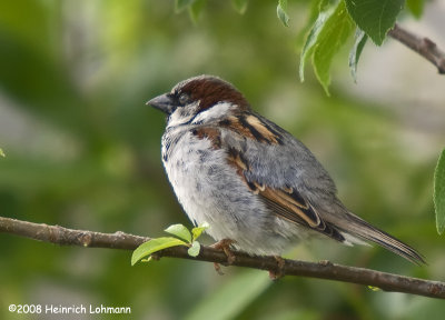 GP5167a-House Sparrow male.jpg
