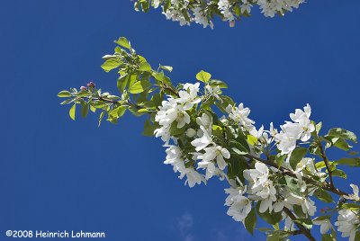 GP4161-Apple Blossums .jpg