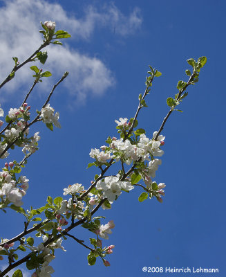 GP4239-Apple Blossom.jpg