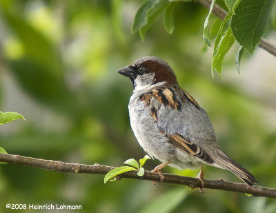 GP5146-House Sparrow male.jpg
