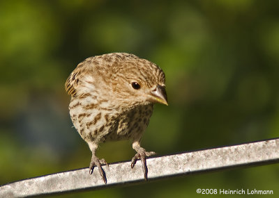 GP5440-House Finch female.jpg