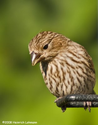 GP5454-House Finch female.jpg