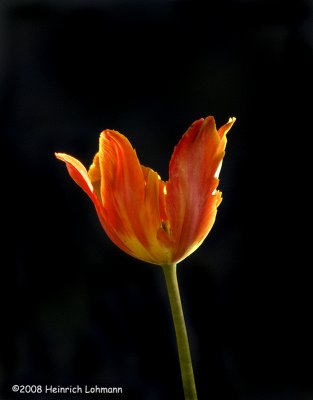 GP5384-Tulip.jpg