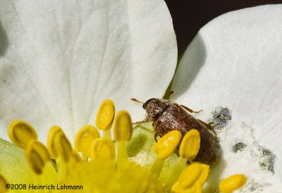 GP5645-Unidentified small bug in a strawberry flower.jpg