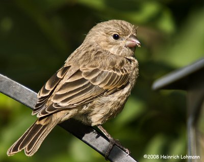 GP5797a-House Sparrow female.jpg