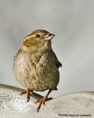 GP5851-House Sparrow female.jpg