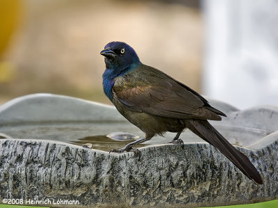 GP6585-Common Grackle.jpg