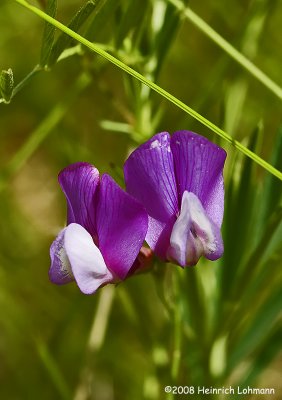 GP6759-Wildflower.jpg