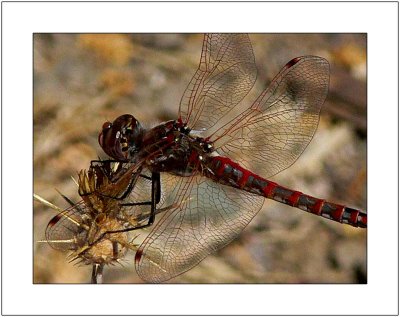 Red Dragonfly