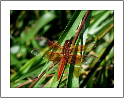 Beautiful Red Dragonfly