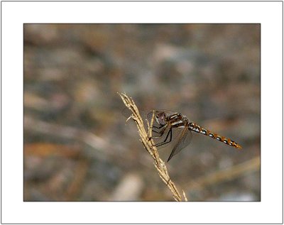 Dragonfly in Profile