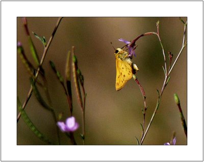 Yellow and Purple