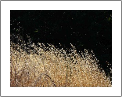 Dry Grass