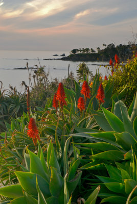 Laguna Beach Succulents