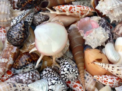 Sea Shells I see Sea Shells 1